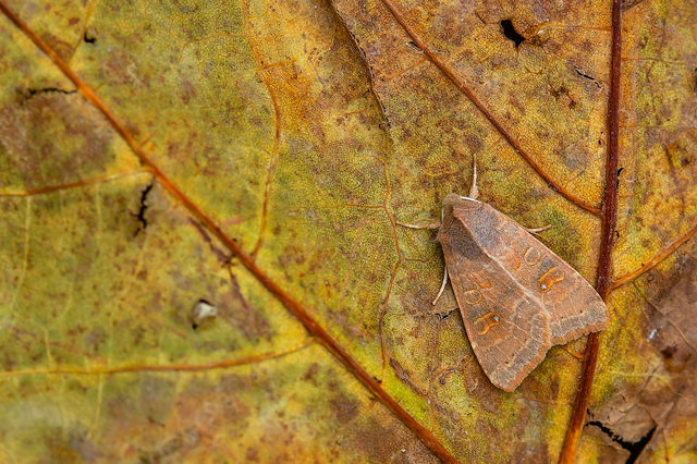 Cirrhia ocellaris - fakó sárgabagoly