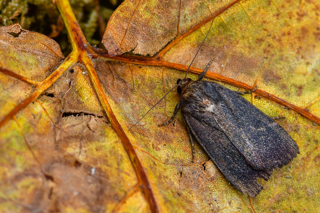 Amphipyra livida - zsírfényű bagoly