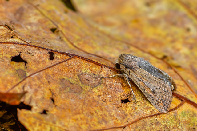 Mythimna unipuncta - hordabagoly