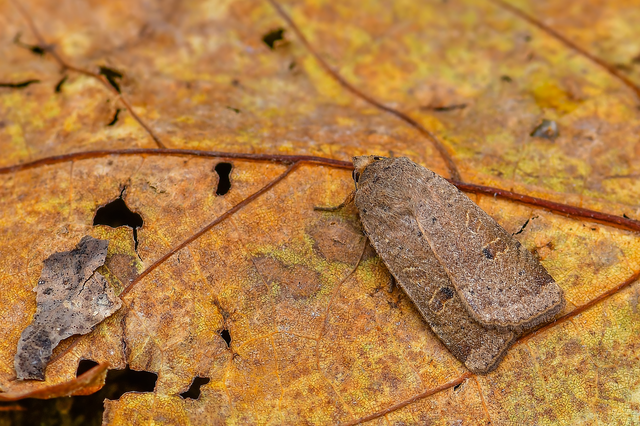 Noctua comes - kis sárgafűbagoly