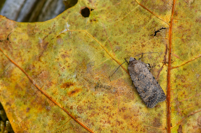 Paradrina clavipalpis - közönséges selymesbagoly