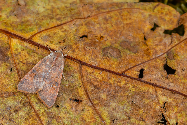 Cirrhia ocellaris - fakó sárgabagoly