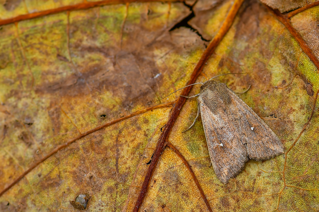 Mythimna albipuncta - fehérpettyes rétibagoly