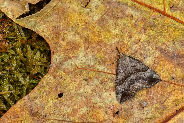 Hypena proboscidalis - ormányos karcsúbagoly