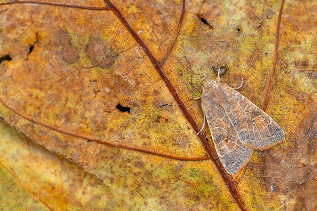 Cirrhia ocellaris - fakó sárgabagoly