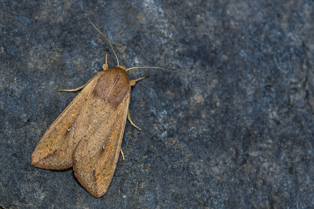Mythimna unipuncta - hordabagoly