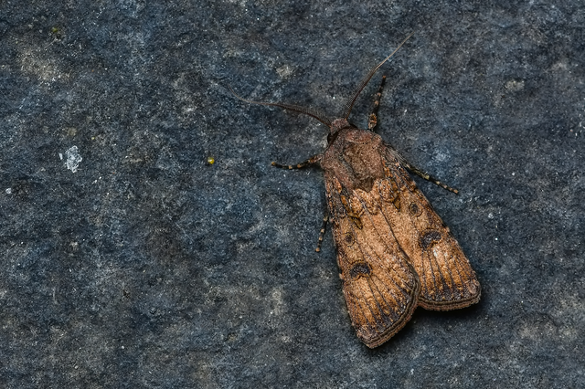 Agrotis segetum - vetési földibagoly