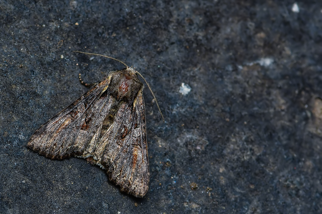 Lacanobia