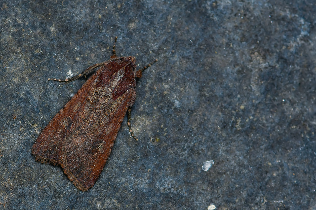 Peridroma saucia - vándor földibagoly
