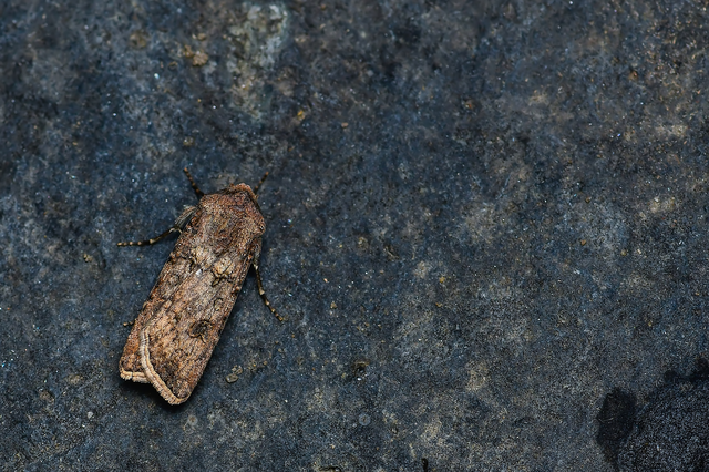 Agrotis segetum - vetési földibagoly