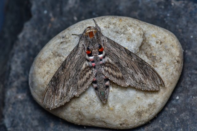 Agrius convolvuli - szulákszender