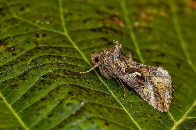 Autographa gamma - gammalepke