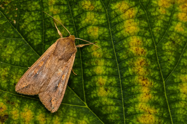 Mythimna unipuncta - hordabagoly