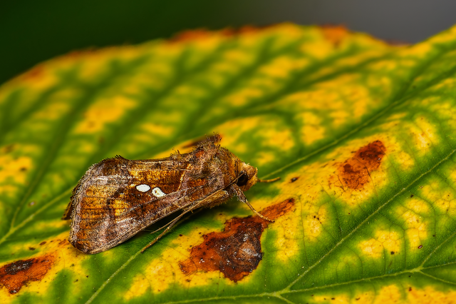 Chrysodeixis chalcites - déli aranybagoly