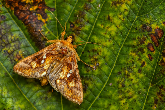 Chrysodeixis chalcites - déli aranybagoly