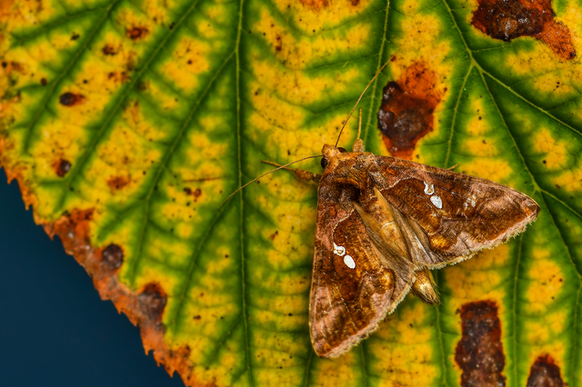 Chrysodeixis chalcites - déli aranybagoly