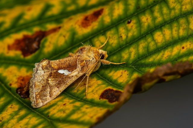 Chrysodeixis chalcites - déli aranybagoly