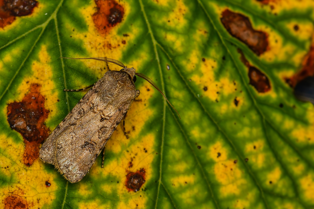 Agrotis segetum - vetési földibagoly