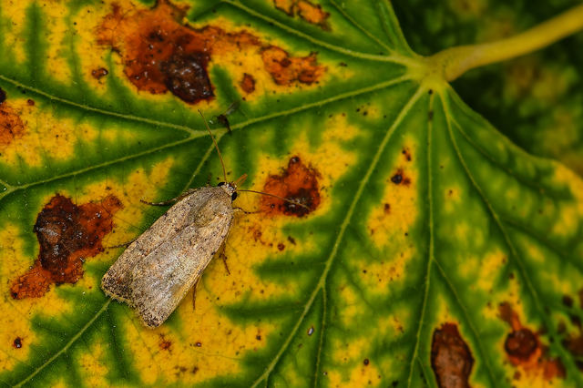 Paradrina clavipalpis - közönséges selymesbagoly