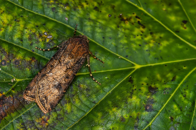 Agrotis segetum - vetési földibagoly