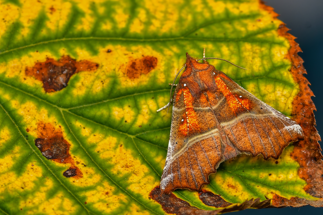 Scoliopteryx libatrix - vörös csipkésbagoly