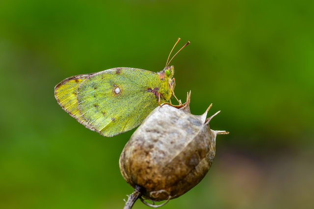Colias hyale - kéneslepke