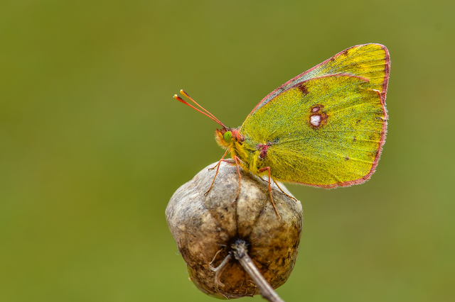 Colias hyale - kéneslepke
