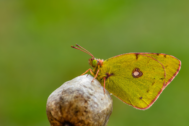 Colias croceus - sáfránylepke