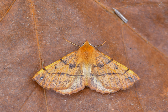 Colotois pennaria - tollascsápú araszoló