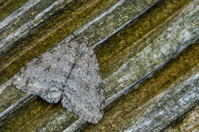 Epirrita christyi/dilutata
