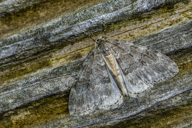 Epirrita christyi/dilutata