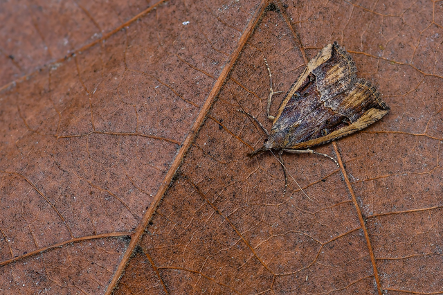 Hypena rostralis - közönséges karcsúbagoly