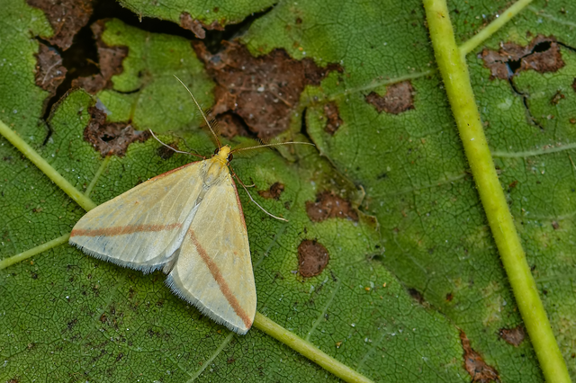 Rhodometra sacraria - rózsacsíkos araszoló