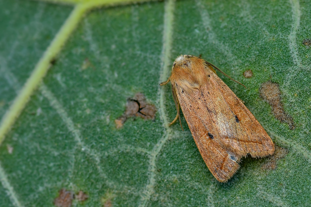 Leptologia macilenta - gyertyán-őszibagoly