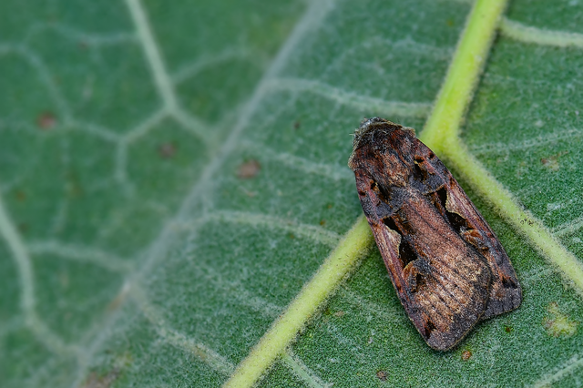 Xestia c-nigrum - c-betűs fűbagoly