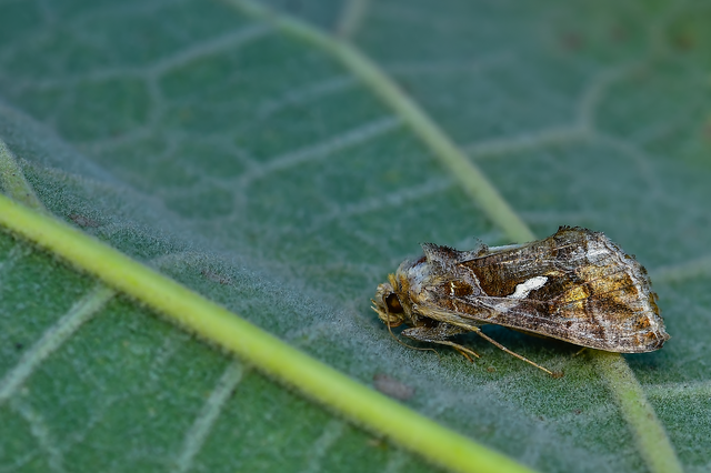 Chrysodeixis chalcites - déli aranybagoly