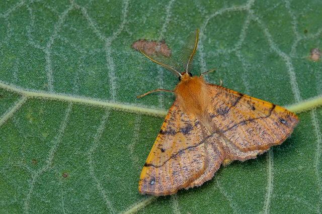 Colotois pennaria - tollascsápú araszoló