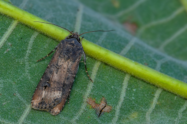 Agrotis ipsilon - nagy földibagoly
