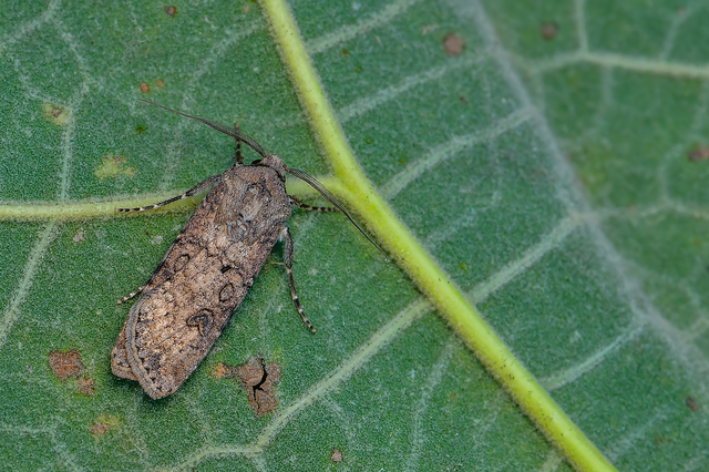 Agrotis segetum - vetési földibagoly
