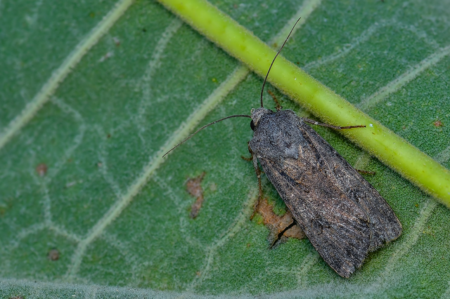 Agrotis segetum - vetési földibagoly