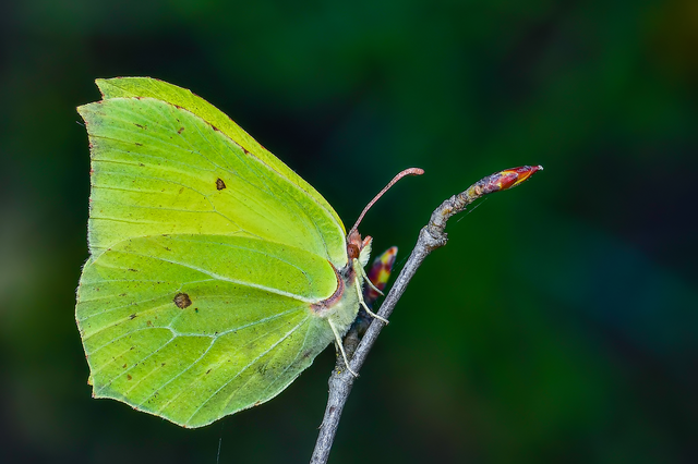 Gonepteryx rhamni - citromlepke