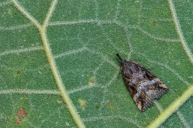 Hypena rostralis - közönséges karcsúbagoly