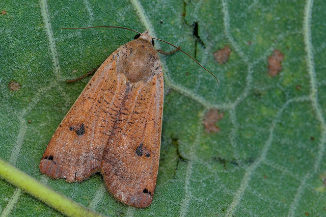 Noctua pronuba - nagy sárgafűbagoly