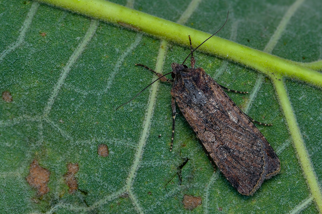 Peridroma saucia - vándor földibagoly