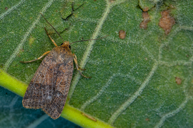 Anchoscelis nitida - rozsdabarna őszibagoly