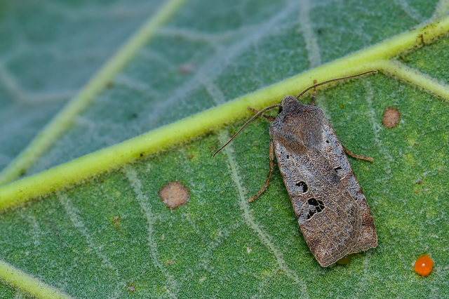 Conistra rubiginosa - szürke télibagoly
