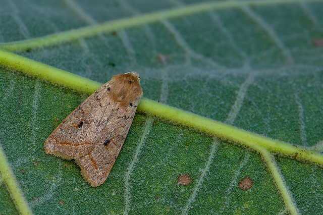 Leptologia macilenta - gyertyán-őszibagoly