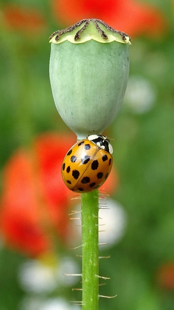 Harmonia axyridis - harlekinkatica
