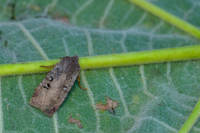 Conistra rubiginosa - szürke télibagoly