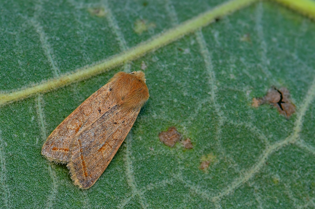 Leptologia macilenta - gyertyán-őszibagoly